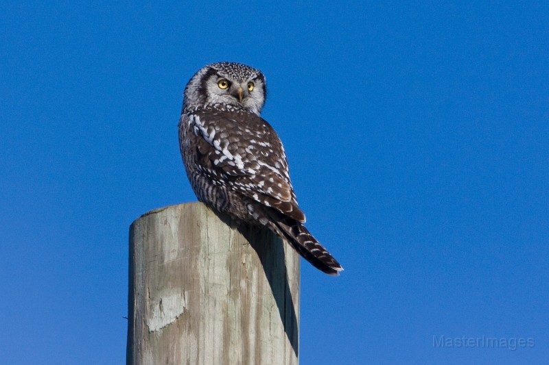 IMG_6642c.jpg - Northern Hawk-Owl (Surnia ulula)